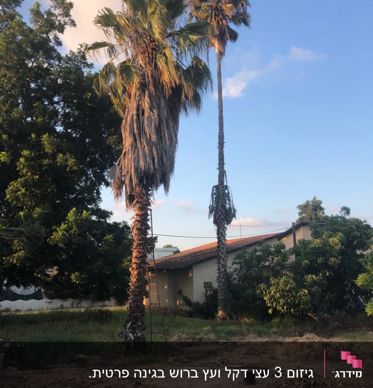 עץ דקל עם סולם לידו לגיזום ענפים יבשים